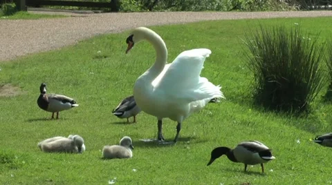 Swan Protects Signets Stock Footage 15743852