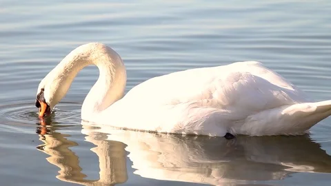 Swan puts head under water Video stock 87519031