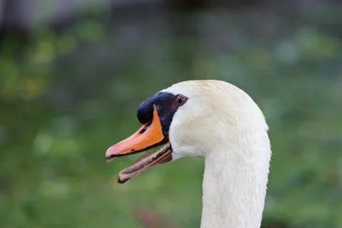 The swan is puzzled Stock Photos