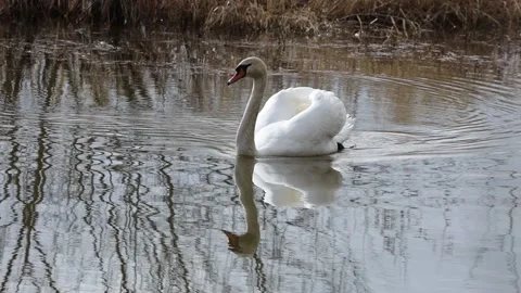 A Swan in the reed Video stock 149911501