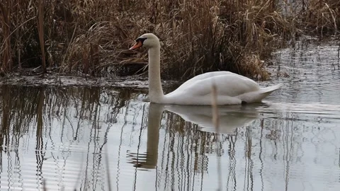 A Swan in the reed Video stock 149911634