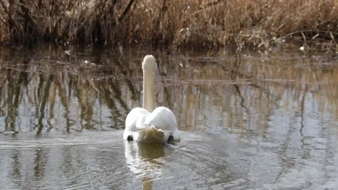 A Swan in the reed Stock Footage 149911645