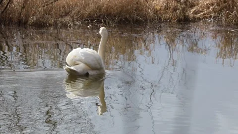 A Swan in the reed Video stock 149912119