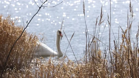 A Swan in the reed Video stock 149912308