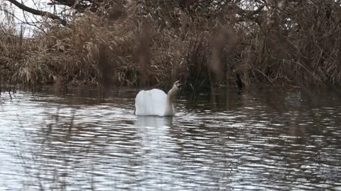 A Swan in the reed Video stock 149912658
