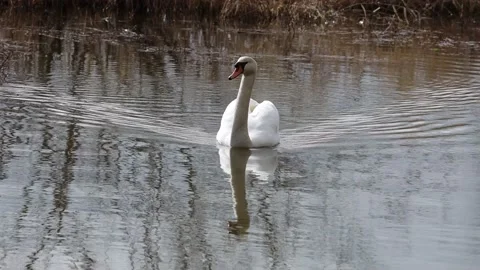 A Swan in the reed Video stock 149913878