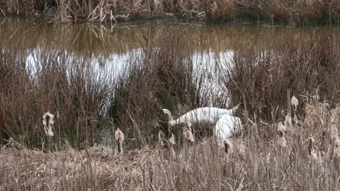 A Swan in the reed Video stock 149914125