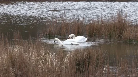 A Swan in the reed Video stock 149914388