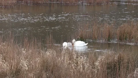 A Swan in the reed Video stock 149914821
