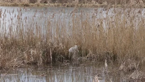 A Swan in the reed Video stock 149916208