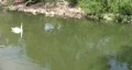 Swan reflection crossing HD HD Footage
