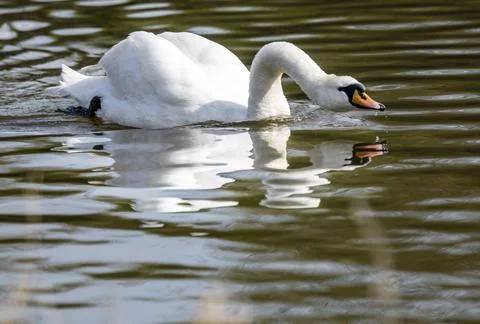Swan reflection drinking canal towpath Stock Photos