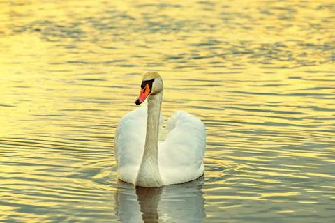 Swan with reflection on the lake at sunset Stock Photos