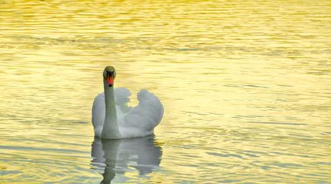 Swan with reflection on the lake at the susnet Stock Photos