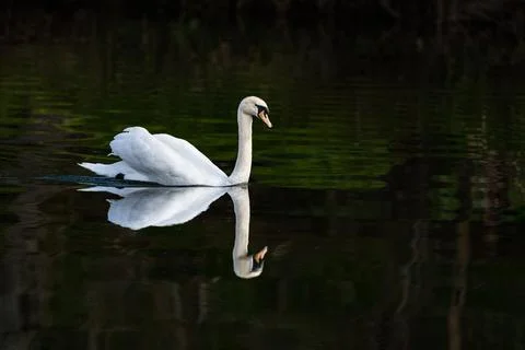 Swan Reflection on the river Teviot, Scottish Borders, United Kingdom Stock-Fotos
