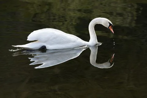 Swan Reflection on the river Teviot, Scottish Borders, United Kingdom Stock Photos
