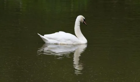 Swan Reflection On Water Stock Photos