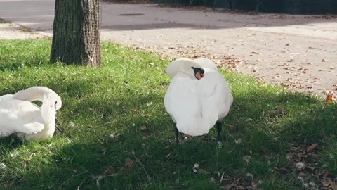 Swan is relaxing in a park Stock Footage 297847862