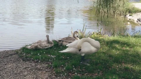 Swan is relaxing in a park Video stock 297849574