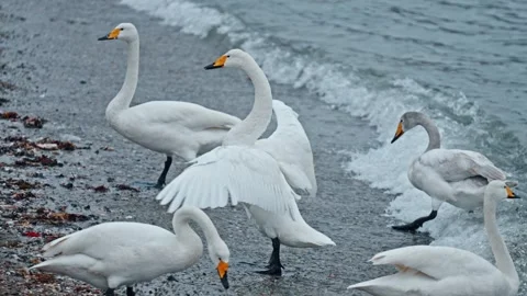 Swan rests ashore Video stock 270268753
