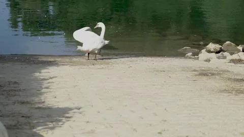 Swan on the river bank Vidéo 160566096