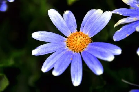 Swan River daisy or Compositae also known as Dainty blue flowers Stock Photos