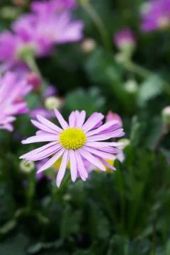 Swan river daisy Stock Photos