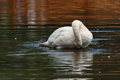 Swan on river Video stock 7731412