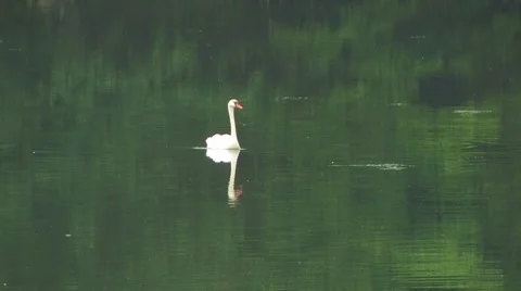 Swan on a river Stock Footage 7765675