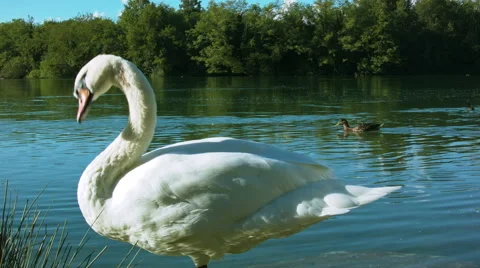 Swan in a river Stock Footage 51434645