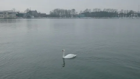 Swan on river Видео 94722427