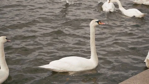 A Swan on the river Stock Footage 105475351