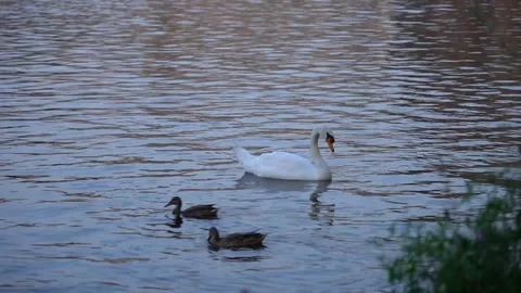 Swan in a river Stock Footage 106512062