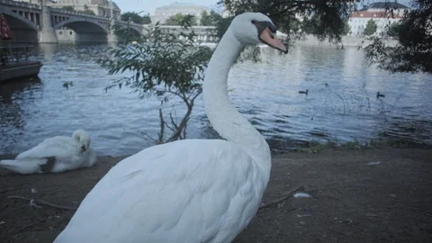 Swan by the river Stock Footage
