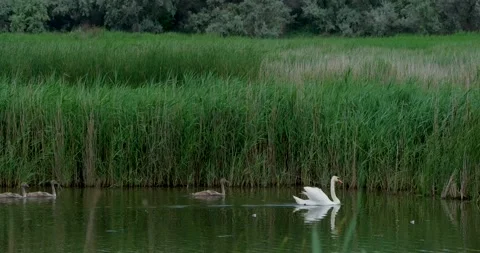 Swan in the river Stock Footage 149427123
