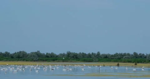 Swan in the river Stock Footage 149427162