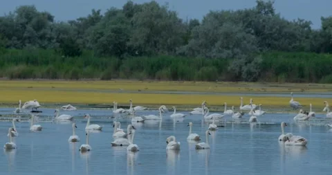 Swan in the river Stock Footage 149427275