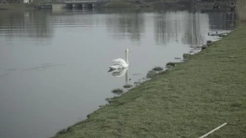 Swan On A River Stock Footage 203917732