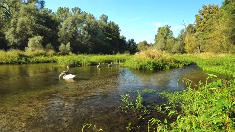 Swan on the river Stock Footage 209351320