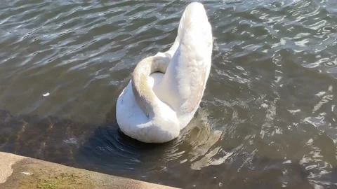 Swan on the river Stock Footage 239643549