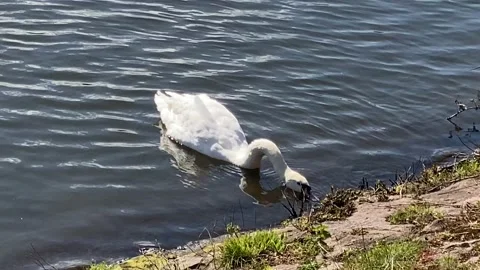 Swan on the river Stock Footage 239643616