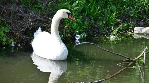 Swan on the river Stock Footage 253741774