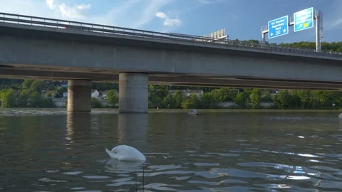 Swan in a river near highway bridge.  Danube, Regensburg, Germany. Stock Footage