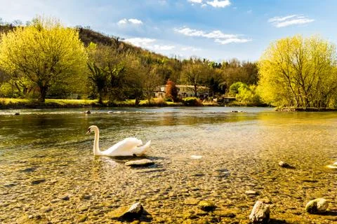 Swan in the river Stock Photos