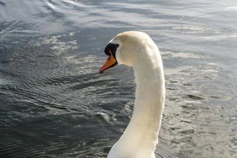 Swan in the river Stock Photos