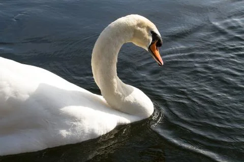 Swan in the river Foto stock