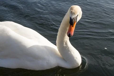 Swan in the river Stock Photos