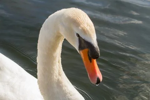 Swan in the river Stock Photos
