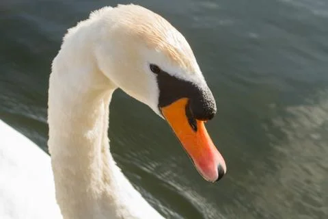 Swan in the river Stock Photos