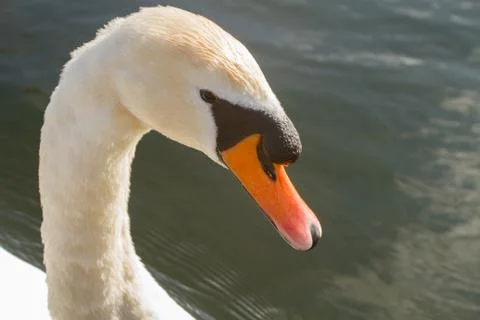 Swan in the river Stock Photos